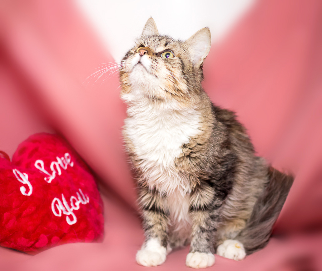 маленькие котчт 1 месяц. коты которым 1 год. котенок 1 год. котов которым 1 годик. обычные котята.